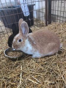 Bunny for sale!
