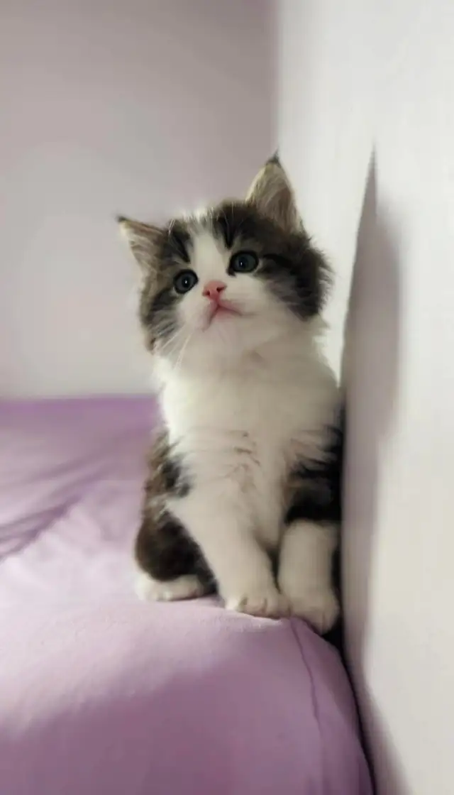 beautiful Siberian male and female fluffy kittens