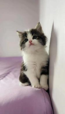 beautiful Siberian male and female fluffy kittens