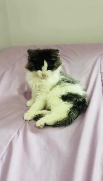 beautiful Siberian male and female fluffy kittens - Photo 2