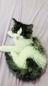 beautiful Siberian male and female fluffy kittens - Photo 3