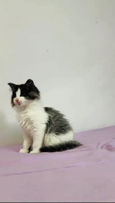 beautiful Siberian male and female fluffy kittens - Photo 4