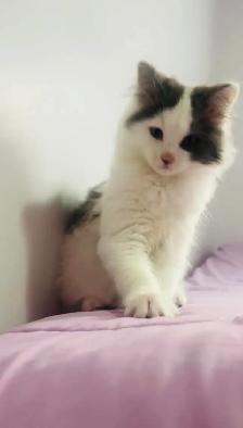 beautiful Siberian male and female fluffy kittens - Photo 5