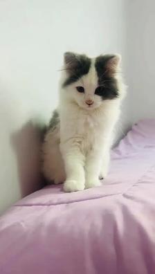 beautiful Siberian male and female fluffy kittens - Photo 6