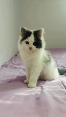 beautiful Siberian male and female fluffy kittens - Photo 7