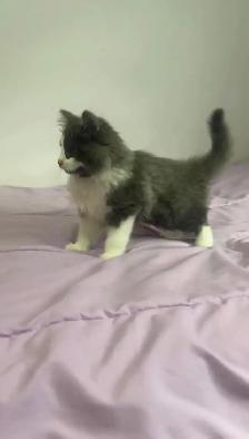 beautiful Siberian male and female fluffy kittens - Photo 8
