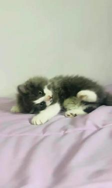 beautiful Siberian male and female fluffy kittens - Photo 9