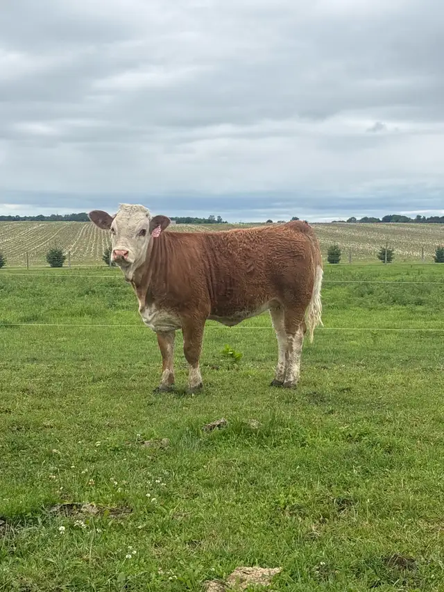 Registered Fleckvieh Heifer
