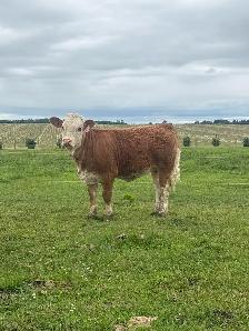 Registered Fleckvieh Heifer