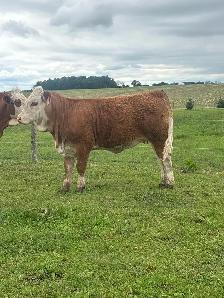 Registered Fleckvieh Heifer - Photo 2