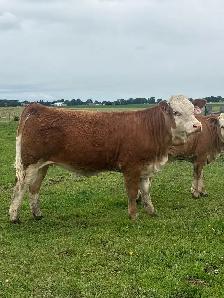 Registered Fleckvieh Heifer - Photo 3