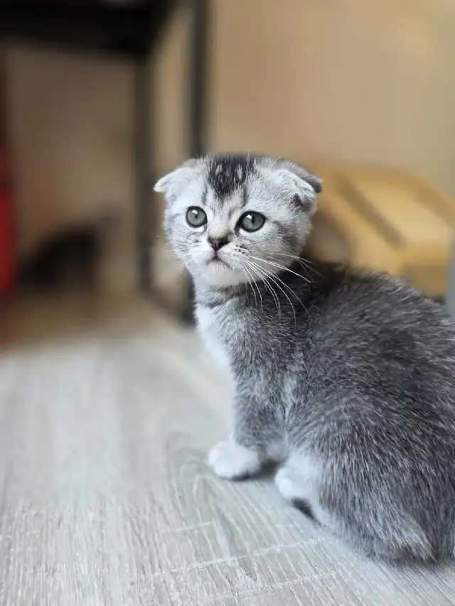Scottish fold silver shaded femelle Disponible
