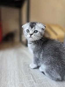 Scottish fold silver shaded femelle Disponible