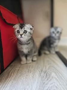 Scottish fold silver shaded femelle Disponible - Photo 2