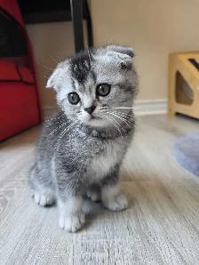 Scottish fold silver shaded femelle Disponible - Photo 3