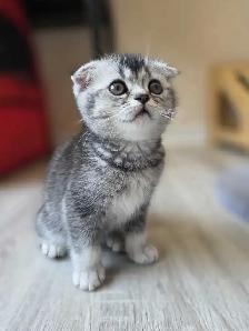 Scottish fold silver shaded femelle Disponible - Photo 4