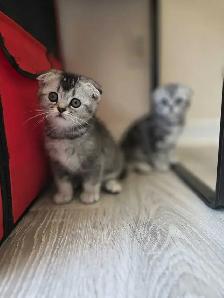 Scottish fold silver shaded femelle Disponible - Photo 5