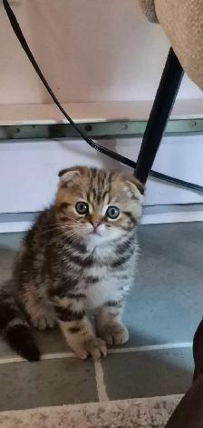 Scottish fold silver shaded femelle Disponible - Photo 6