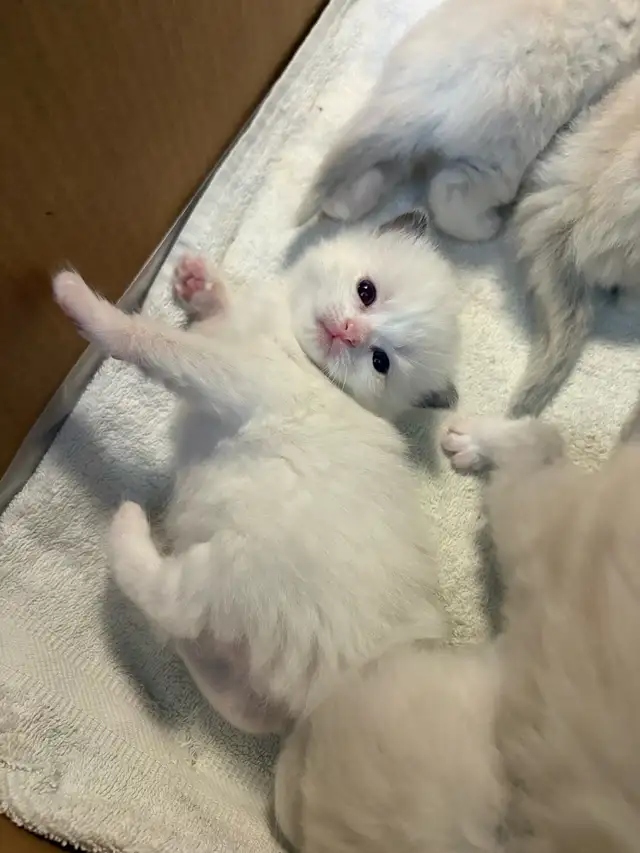 Health-Certified Ragdoll Kittens Available | August Pickup