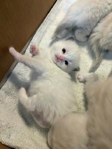 Health-Certified Ragdoll Kittens Available | August Pickup