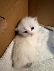 Health-Certified Ragdoll Kittens Available | August Pickup - Photo 2