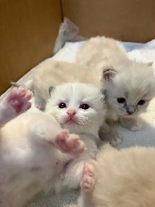 Health-Certified Ragdoll Kittens Available | August Pickup - Photo 3