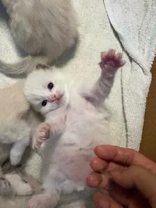 Health-Certified Ragdoll Kittens Available | August Pickup - Photo 4
