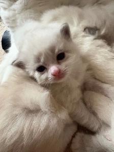 Health-Certified Ragdoll Kittens Available | August Pickup - Photo 5