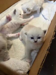 Health-Certified Ragdoll Kittens Available | August Pickup - Photo 6