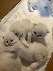 Health-Certified Ragdoll Kittens Available | August Pickup - Photo 7