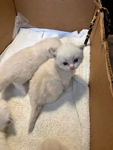 Health-Certified Ragdoll Kittens Available | August Pickup - Photo 8