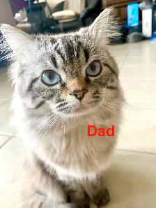 Health-Certified Ragdoll Kittens Available | August Pickup - Photo 9