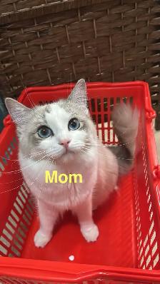 Health-Certified Ragdoll Kittens Available | August Pickup - Photo 10