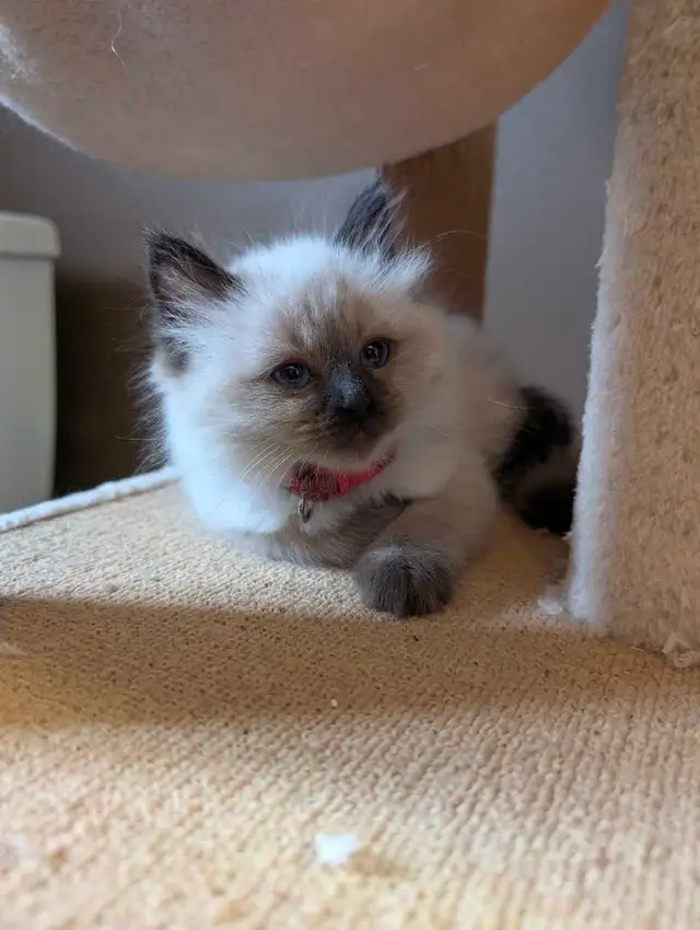 Beautiful Ragdoll kittens