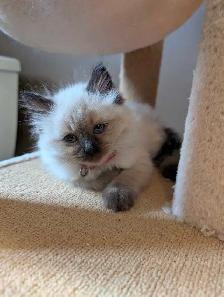 Beautiful Ragdoll kittens - Photo 2