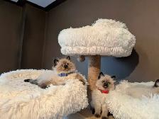 Beautiful Ragdoll kittens - Photo 3