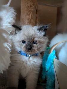 Beautiful Ragdoll kittens - Photo 4
