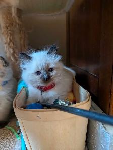 Beautiful Ragdoll kittens - Photo 5