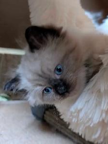 Beautiful Ragdoll kittens - Photo 6