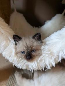 Beautiful Ragdoll kittens - Photo 7