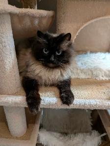 Beautiful Ragdoll kittens - Photo 9