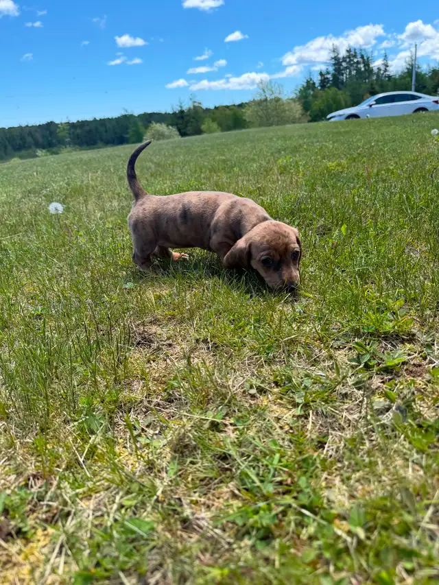 Mini Female Dachshund ready for her new home