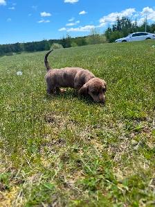 Mini Female Dachshund ready for her new home