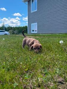 Mini Female Dachshund ready for her new home - Photo 2