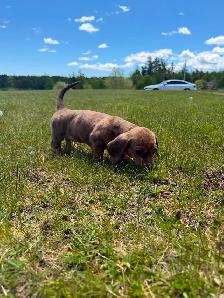 Mini Female Dachshund ready for her new home - Photo 3