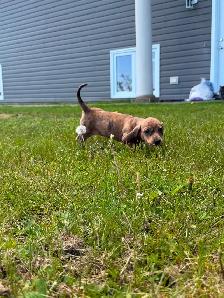 Mini Female Dachshund ready for her new home - Photo 4