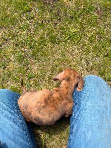 Mini Female Dachshund ready for her new home - Photo 5