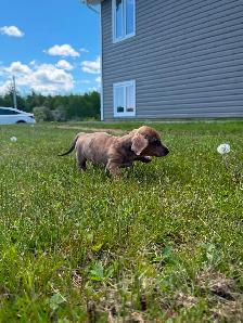 Mini Female Dachshund ready for her new home - Photo 6