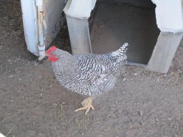 BARRED ROCK ROOSTERS