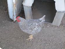 BARRED ROCK ROOSTERS